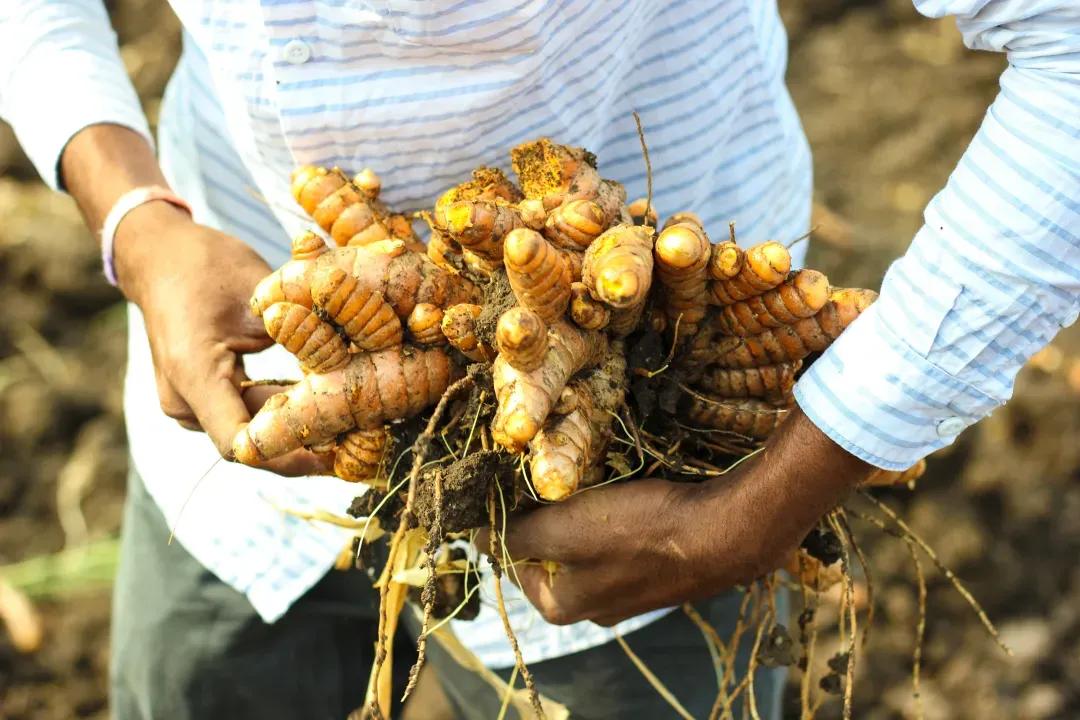 Freshly harvested turmeric root